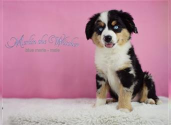 Miniature Australian Shepherd/Mini Aussie Welpen