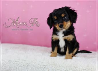 Miniature Australian Shepherd/Mini Aussie Welpen