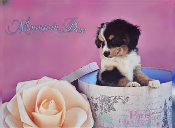 Miniature Australian Shepherd/Mini Aussie Welpen