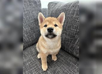 REINRASSIGE SHIBA INU WELPEN