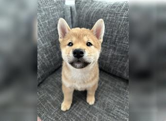 REINRASSIGE SHIBA INU WELPEN