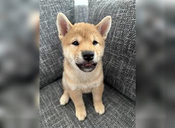 REINRASSIGE SHIBA INU WELPEN