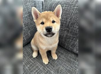 REINRASSIGE SHIBA INU WELPEN