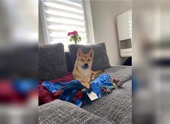 REINRASSIGE SHIBA INU WELPEN