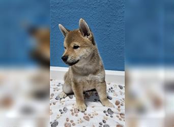 REINRASSIGE SHIBA INU WELPEN