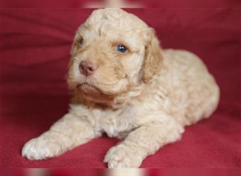 Traum Lagotto Romagnolo Welpen