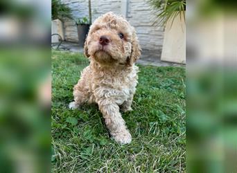 Traum Lagotto Romagnolo Welpen