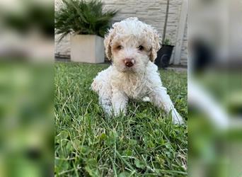 Traum Lagotto Romagnolo Welpen