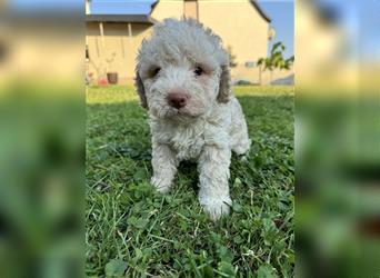 Traum Lagotto Romagnolo Welpen