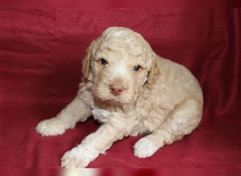 Traum Lagotto Romagnolo Welpen