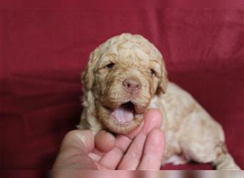 Traum Lagotto Romagnolo Welpen