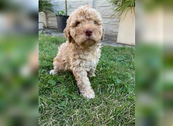 Traum Lagotto Romagnolo Welpen