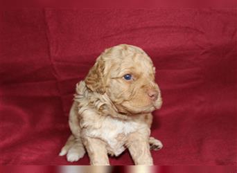 Traum Lagotto Romagnolo Welpen