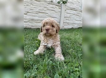 Traum Lagotto Romagnolo Welpen