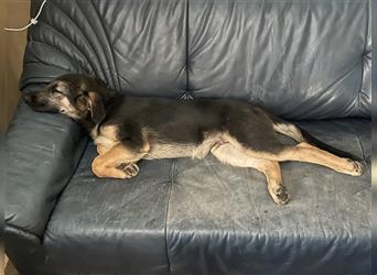 LETZE CHANCE Schäferhund Welpe - stubenrein, lernwillig und unkompliziert - sucht noch sein Glück