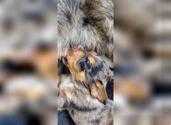 Aussiedor-Australian Shepherd-Border Collie Labrador Drahthaar Mix Welpen