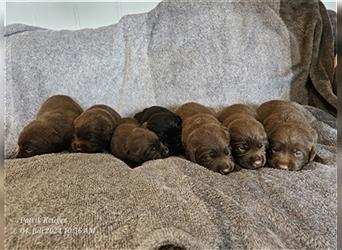 Bezaubernde Labradorwelpen