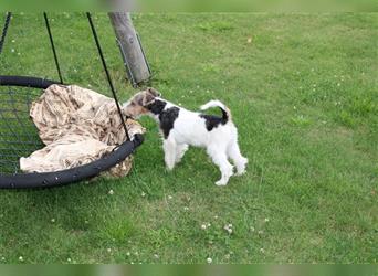 Foxterrier Welpe. Rüde.