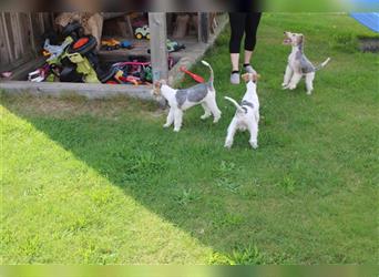 Foxterrier Welpe. Rüde.