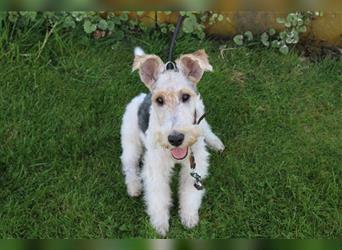 Drahthaar Foxterrier Welpe/ Junger Rüde+ Ahnentafel