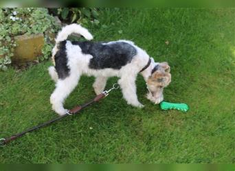 Drahthaar Foxterrier Welpe/ Junger Rüde+ Ahnentafel