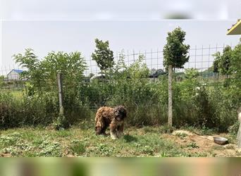 Gabo, sanfter und ruhiger Herdi sucht ländliche Umgebung