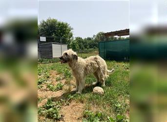 Gertrud, tolle Herdenschutzhund Mama sucht ländliches Umfeld