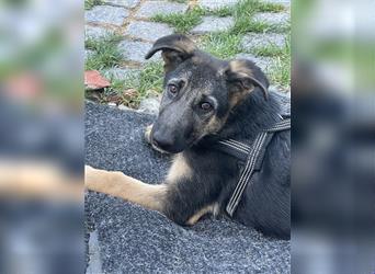 LETZTE CHANCE : Der schönste und bravste Deutscher Schäferhund Welpe gerader Rücken Stockhaar