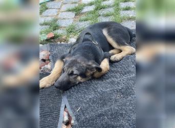 LETZTE CHANCE : Der schönste und bravste Deutscher Schäferhund Welpe gerader Rücken Stockhaar