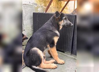 LETZTE CHANCE : Der schönste und bravste Deutscher Schäferhund Welpe gerader Rücken Stockhaar