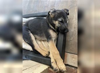 LETZTE CHANCE : Der schönste und bravste Deutscher Schäferhund Welpe gerader Rücken Stockhaar