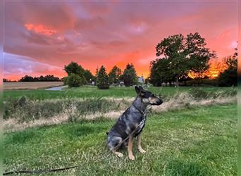 LETZTE CHANCE : Der schönste und bravste Deutscher Schäferhund Welpe gerader Rücken Stockhaar