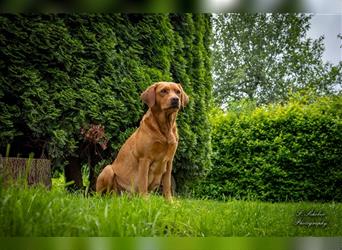 Labrador Welpen Foxred