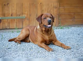 Labrador Welpen Foxred