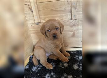 Labrador Welpen Foxred