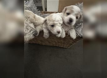 Zuckersüße Mini maltipoo Welpe 