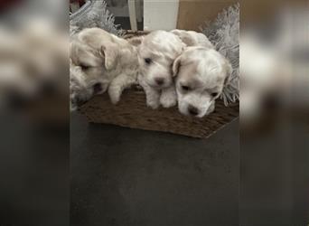 Zuckersüße Mini maltipoo Welpe 