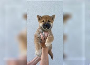 Shiba Inu puppies