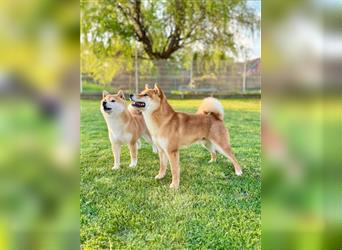 Shiba Inu puppies