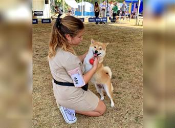 Shiba Inu puppies