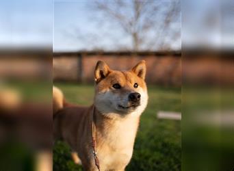 Shiba Inu puppies