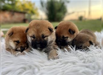 Shiba Inu puppies