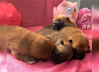 Shiba Inu puppies