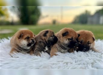 Shiba Inu puppies