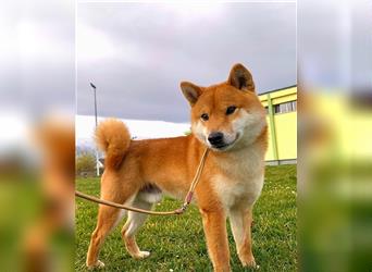 Shiba Inu puppies