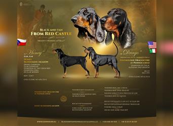 Black and Tan Coonhound-Welpen!