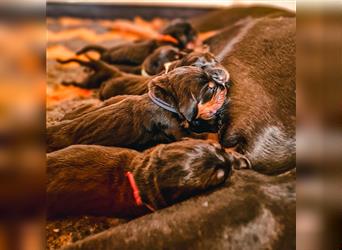 Black and Tan Coonhound-Welpen!