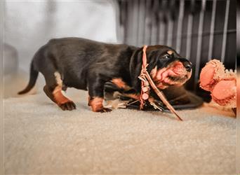 Black and Tan Coonhound-Welpen!