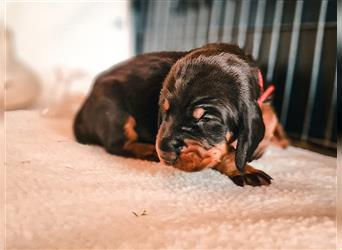 Black and Tan Coonhound-Welpen!