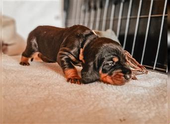 Black and Tan Coonhound-Welpen!